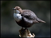 white_throat_dipper_144756