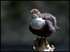 white_throat_dipper_144760