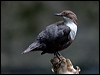 white_throat_dipper_144774