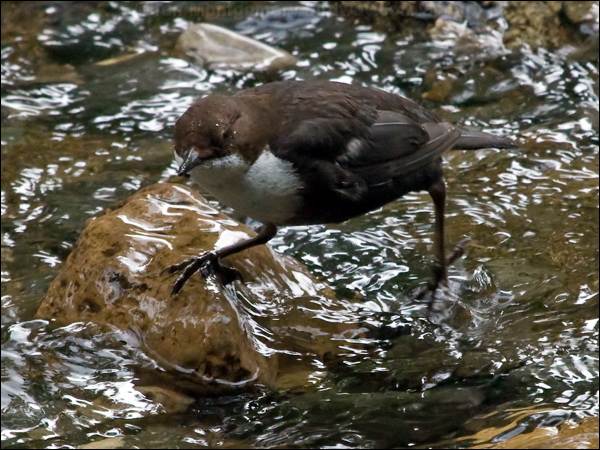 White-throated Dipper white_throat_dipper_144390.psd