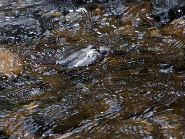 White-throated Dipper white_throat_dipper_144413.psd