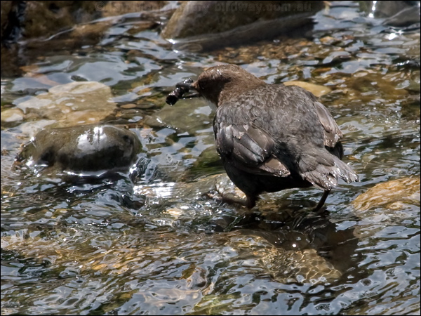 White-throated Dipper white_throat_dipper_144459.psd