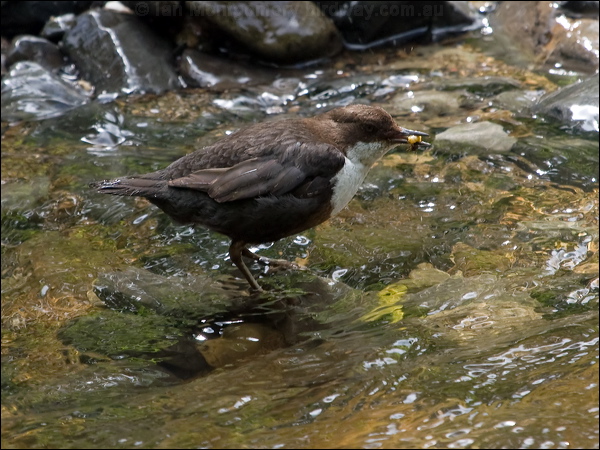 White-throated Dipper white_throat_dipper_144475.psd