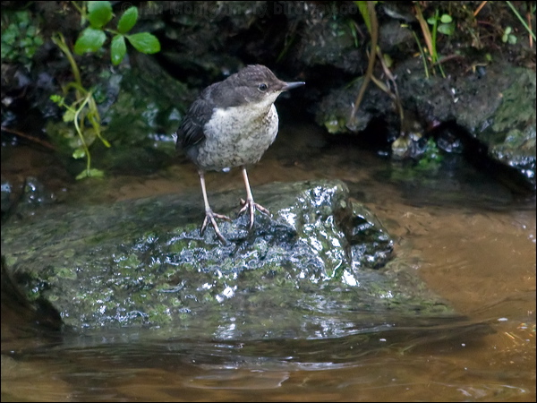 White-throated Dipper white_throat_dipper_144572.psd