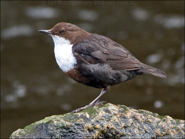 White-throated Dipper white_throat_dipper_144643.psd