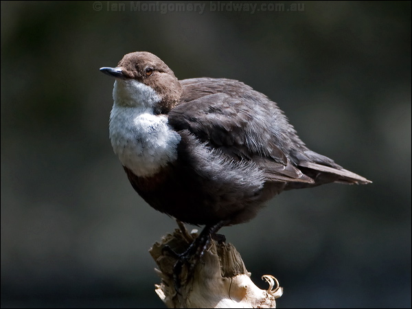 White-throated Dipper white_throat_dipper_144756.psd