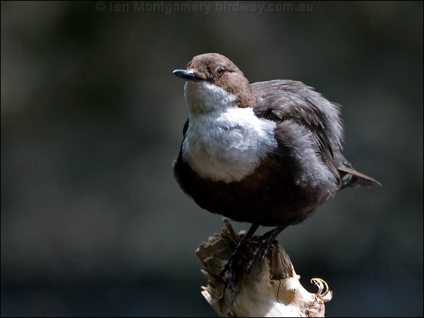 White-throated Dipper white_throat_dipper_144760.psd