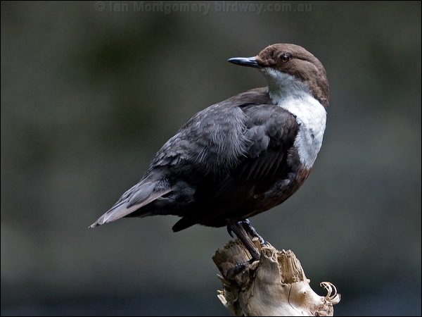 White-throated Dipper white_throat_dipper_144774.psd