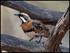 ch_br_quailthrush_157693