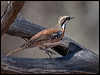 ch_br_quailthrush_157701