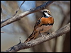 ch_br_quailthrush_157725
