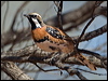 ch_br_quailthrush_157752