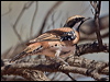 ch_br_quailthrush_157754