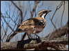 ch_br_quailthrush_157764