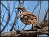 ch_br_quailthrush_157766