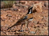 ch_br_quailthrush_157791