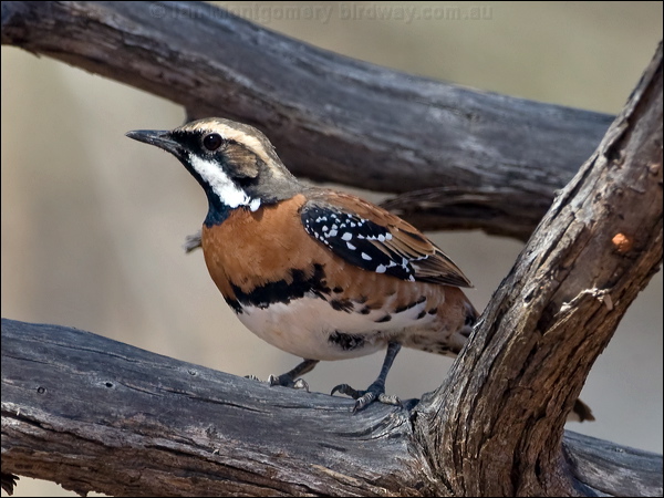 Chestnut-breasted Quail-thrush ch_br_quailthrush_157693.psd