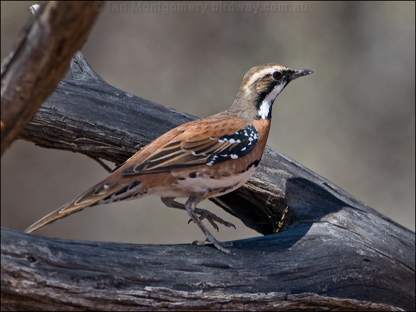 Chestnut-breasted Quail-thrush ch_br_quailthrush_157701.psd