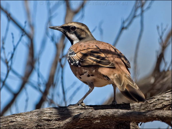 Chestnut-breasted Quail-thrush ch_br_quailthrush_157766.psd