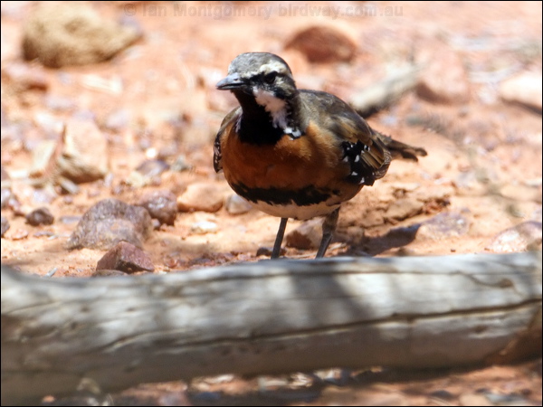 Chestnut-breasted Quail-thrush ch_br_quailthrush_81960.psd