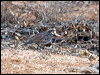chestnut_quailthrush_89156