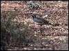 chestnut_quailthrush_89174