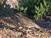 chestnutquailthrush_212851