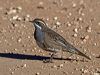 Click here to enter gallery and see photos/pictures/images of Chestnut Quail-thrush gallery