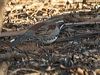 chestnutquailthrush_212920
