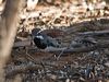 chestnutquailthrush_212926