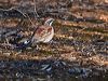 chestnutquailthrush_212948