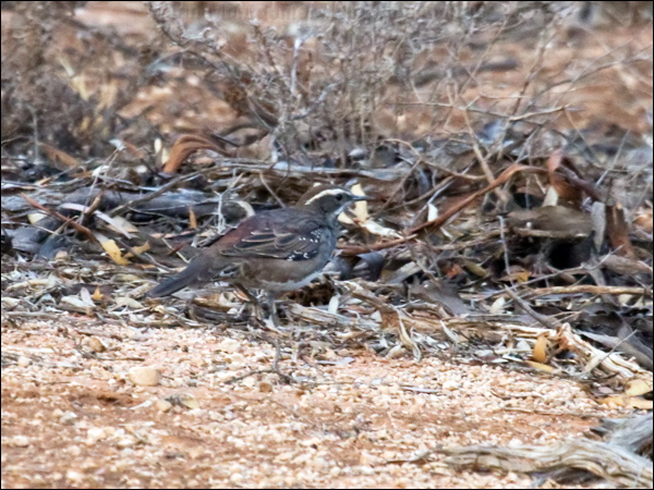 Chestnut Quail-thrush chestnut_quailthrush_89156.psd
