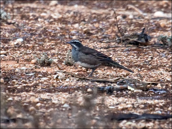 Chestnut Quail-thrush chestnut_quailthrush_89173.psd