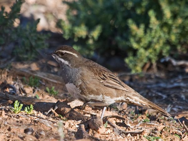 Chestnut Quail-thrush chestnutquailthrush_212851.psd