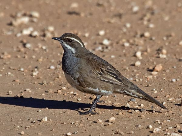 Chestnut Quail-thrush chestnutquailthrush_212864.psd