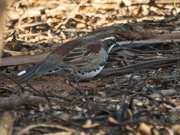Chestnut Quail-thrush chestnutquailthrush_212920.psd