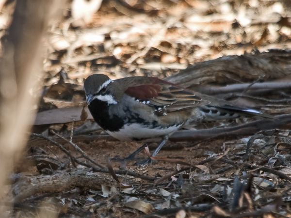 Chestnut Quail-thrush chestnutquailthrush_212926.psd