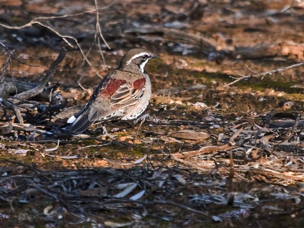 Chestnut Quail-thrush chestnutquailthrush_212948.psd