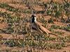 Click here to enter gallery and see photos/pictures/images of Cinnamon Quail-thrush gallery