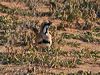cinnamonquailthrush_214653
