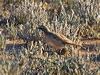 cinnamonquailthrush_214669