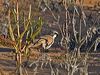 cinnamonquailthrush_214678