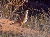 cinnamonquailthrush_214703