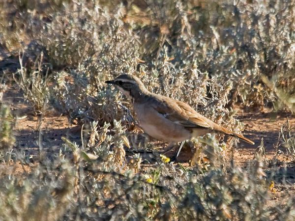 Cinnamon Quail-thrush cinnamonquailthrush_214669.psd