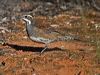 Click here to enter gallery and see photos/pictures/images of Chestnut Quail-thrush gallery