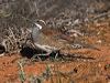 copback_quailthrush_213572