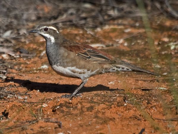 Copperback Quail-thrush copback_quailthrush_213570.psd