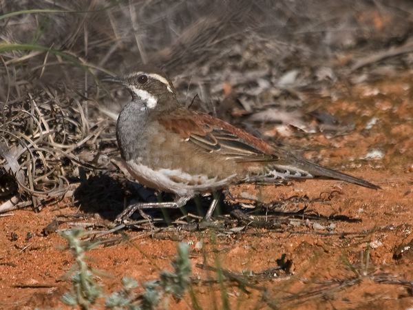 Copperback Quail-thrush copback_quailthrush_213572.psd