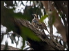 spotted_quailthrush_164086