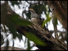spotted_quailthrush_164091